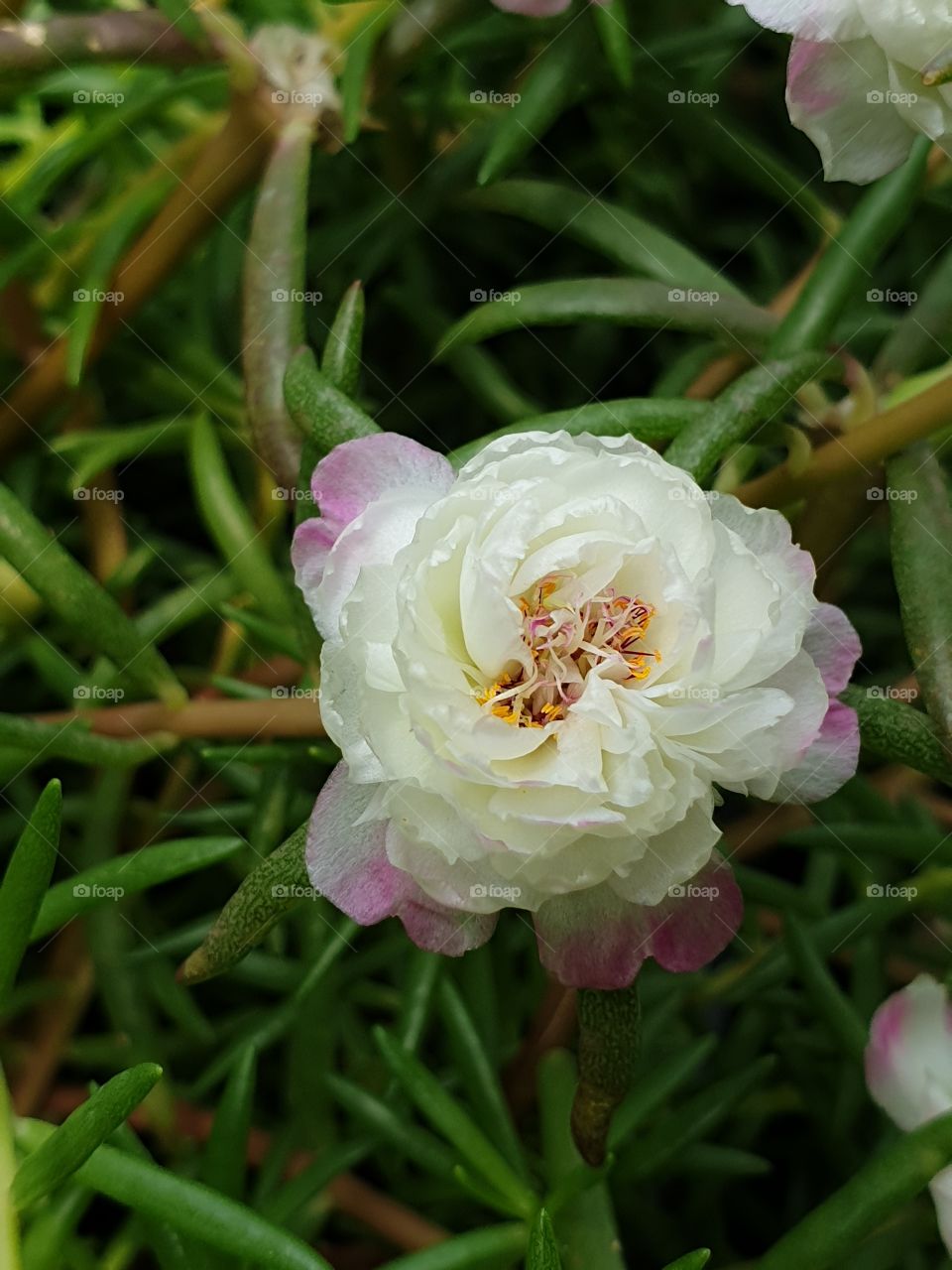 my beautiful Portulaca grandiflora