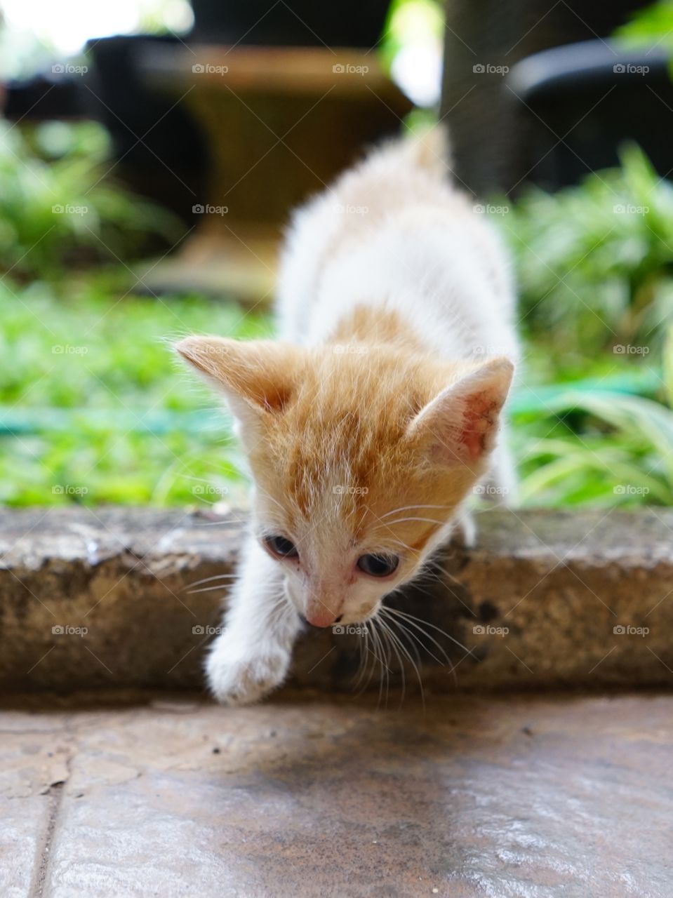 kitten playing in a garden