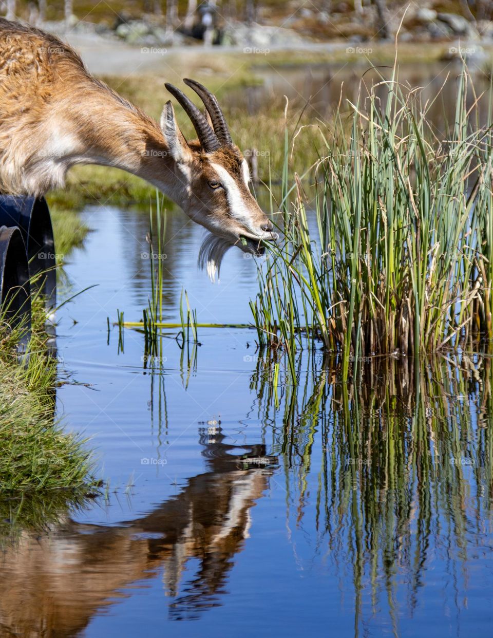 At the Mountain, 1000Meter over sea,this goats find some water in the gras,after the Rain.
its Mountain goat and this pretty one see himself in the mirror.