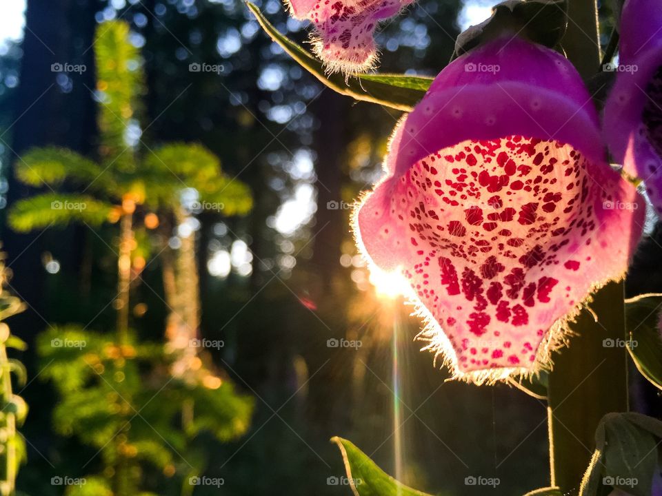 Sunset Flower