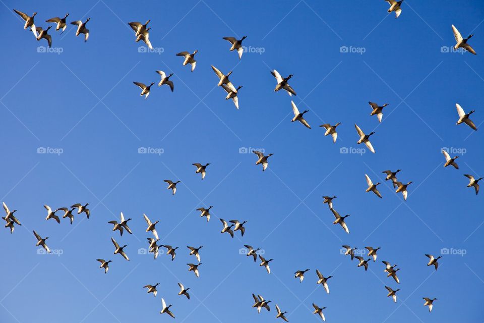 Flying ducks