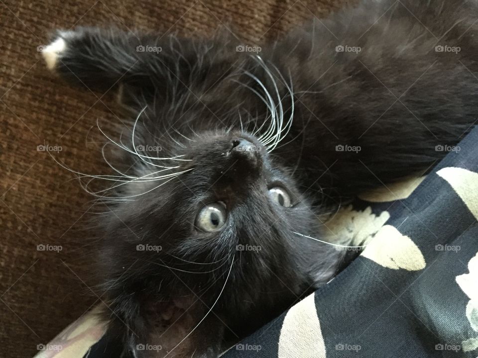 Kitten upside down