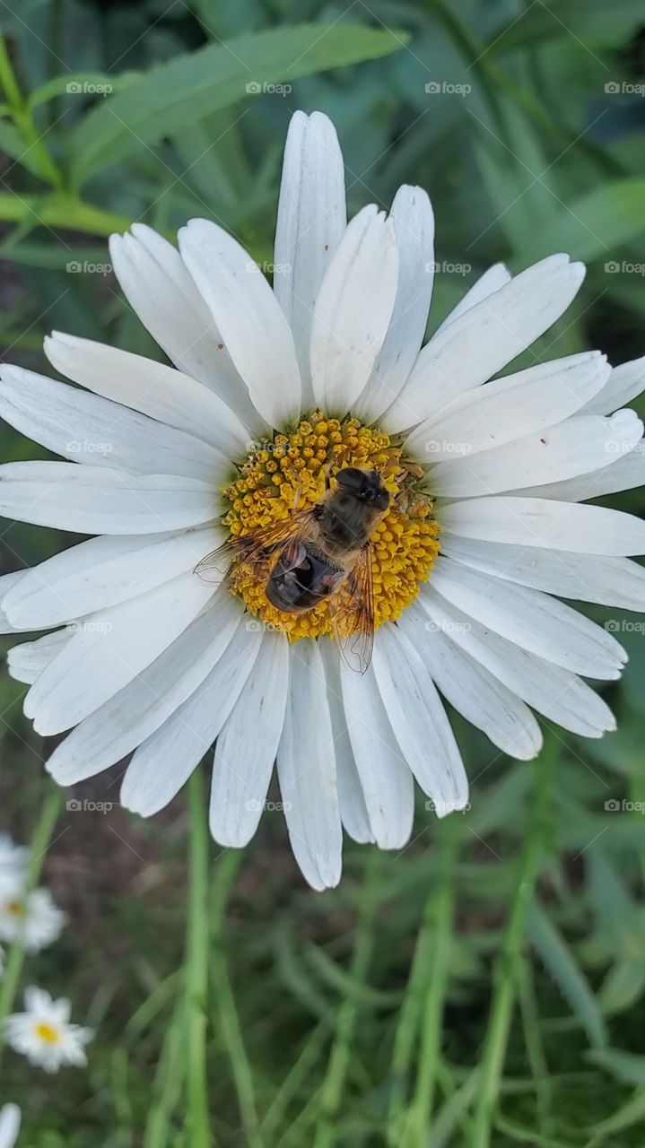 bee