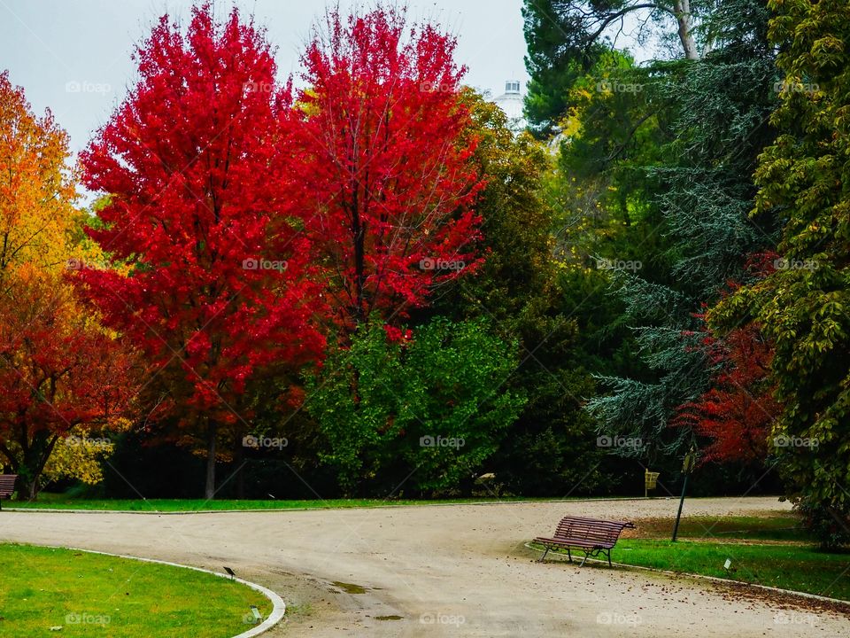 Colores de otoño 
Autumn colors