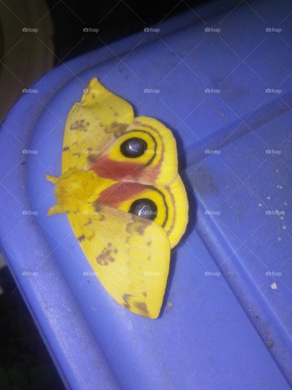 Iao Moth, Up close
