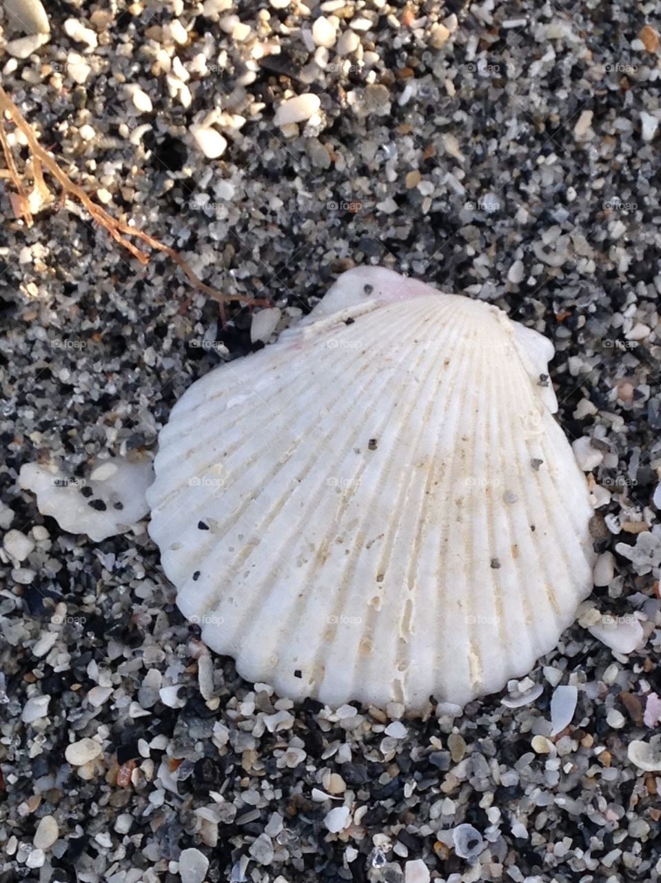 Sea shells 