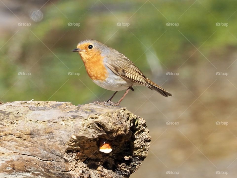 Robin
