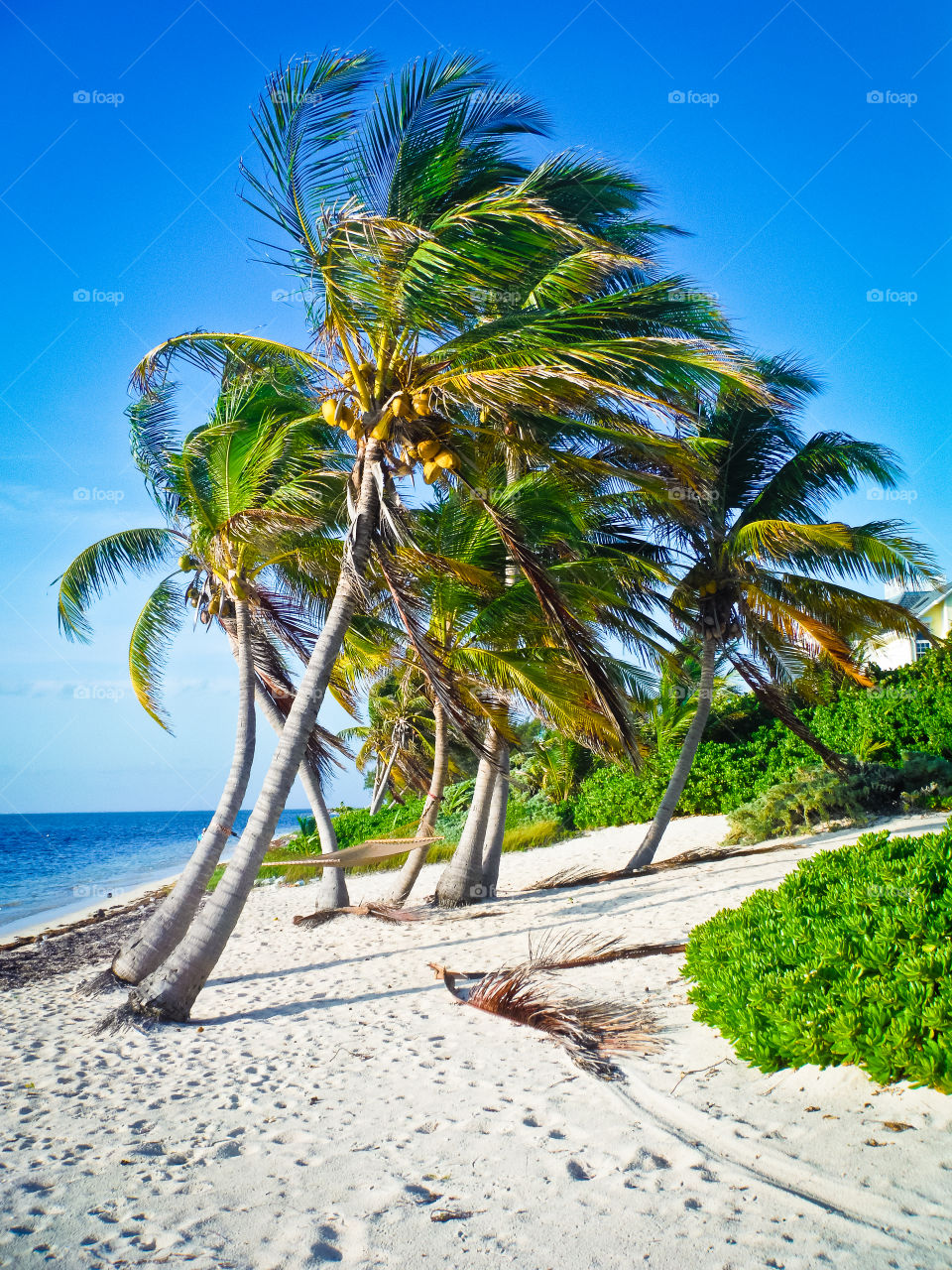 Palm trees in the Caymans