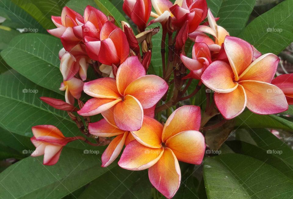 frangipani