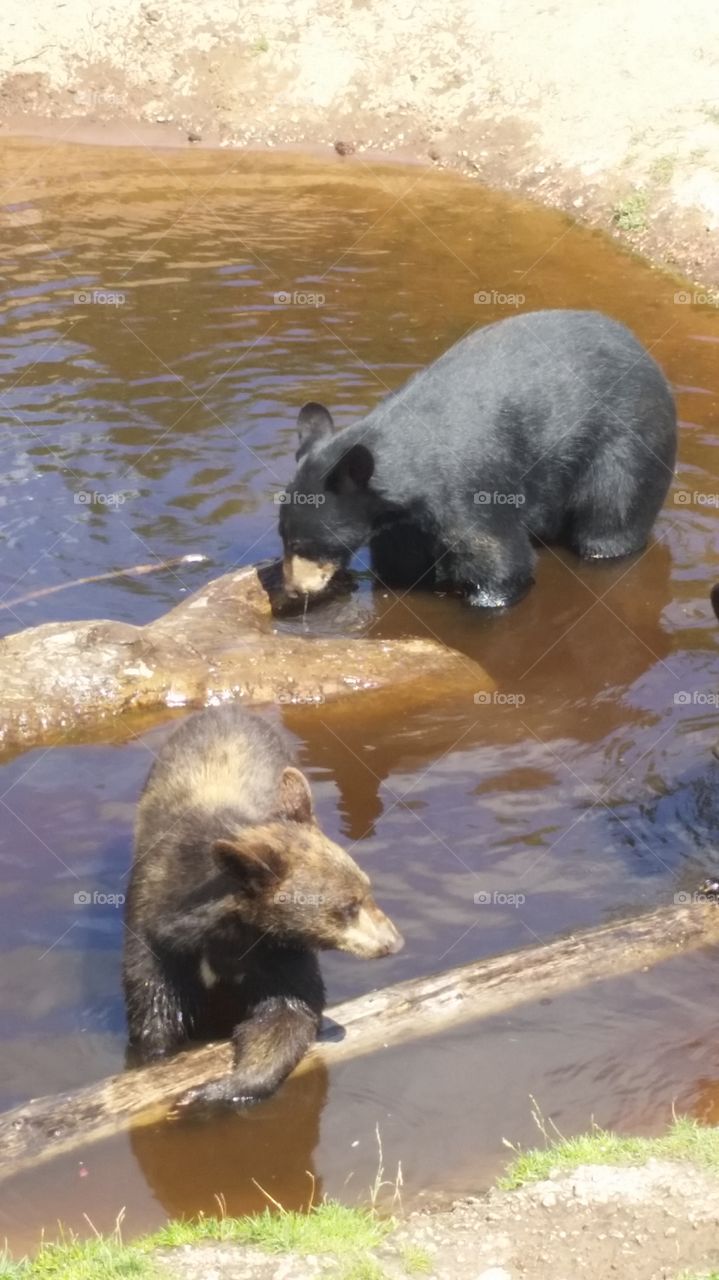 bear cubs