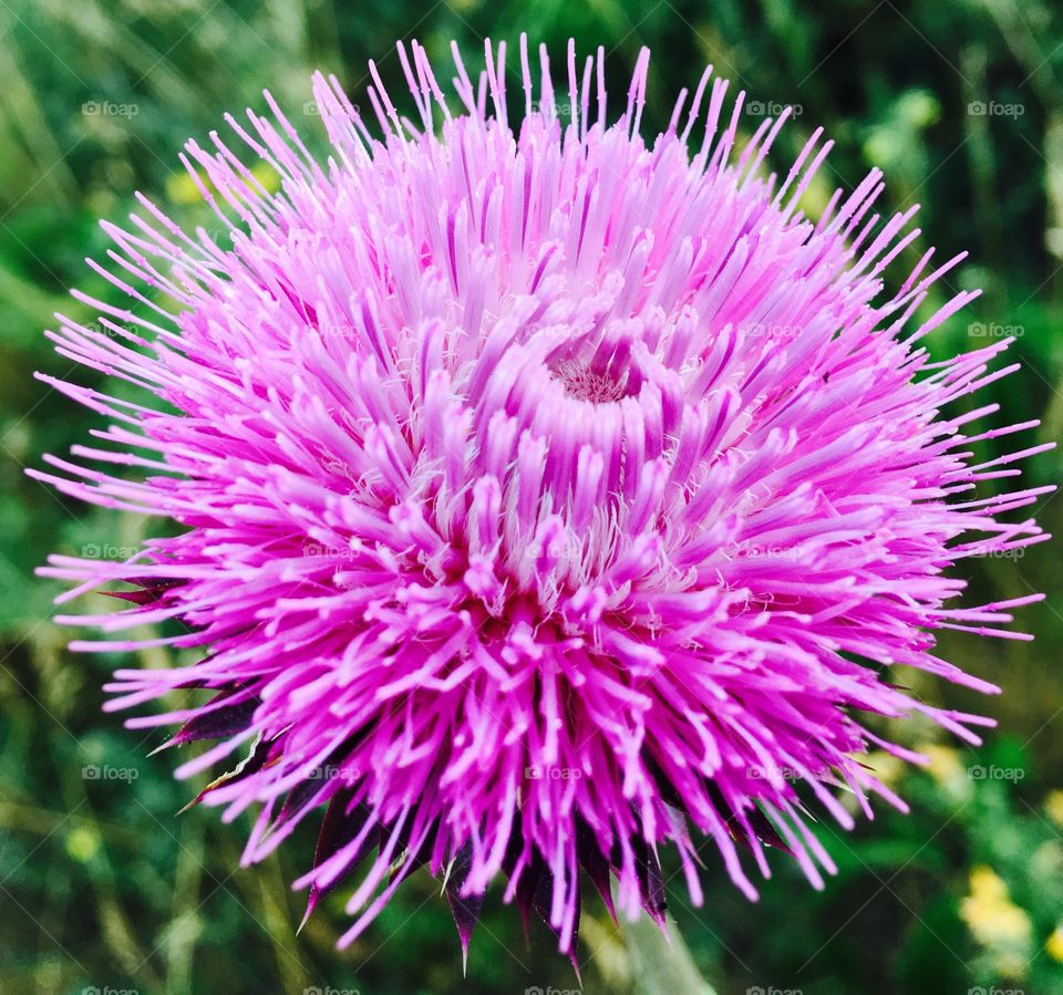Purple thistle flower in bloom