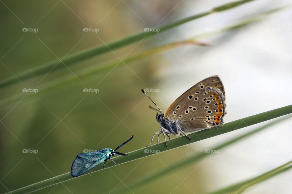 butterfly and bug