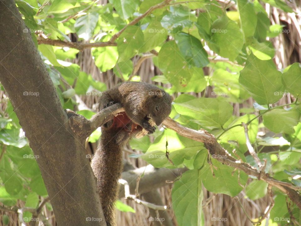 The squirrel nimbly grasps a peanut and quickly nibbles away. Its eyes dart around alertly while its small nose twitches, enjoying the tasty snack.