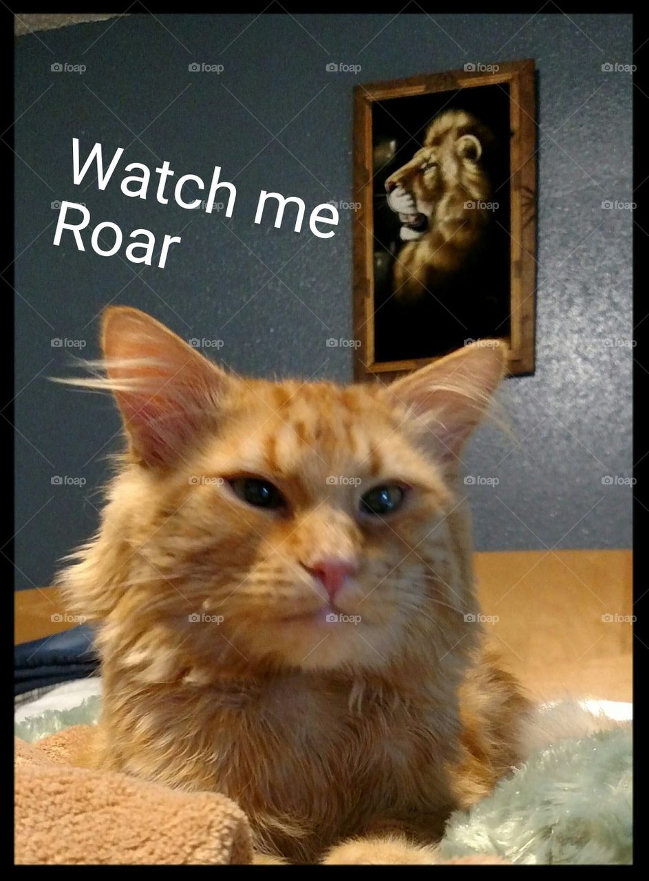 Watch Me Roar