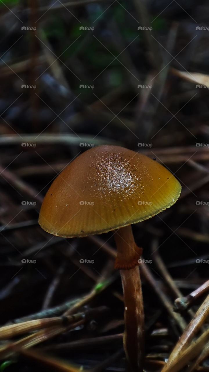 Macro photo of mushrooms in the forest