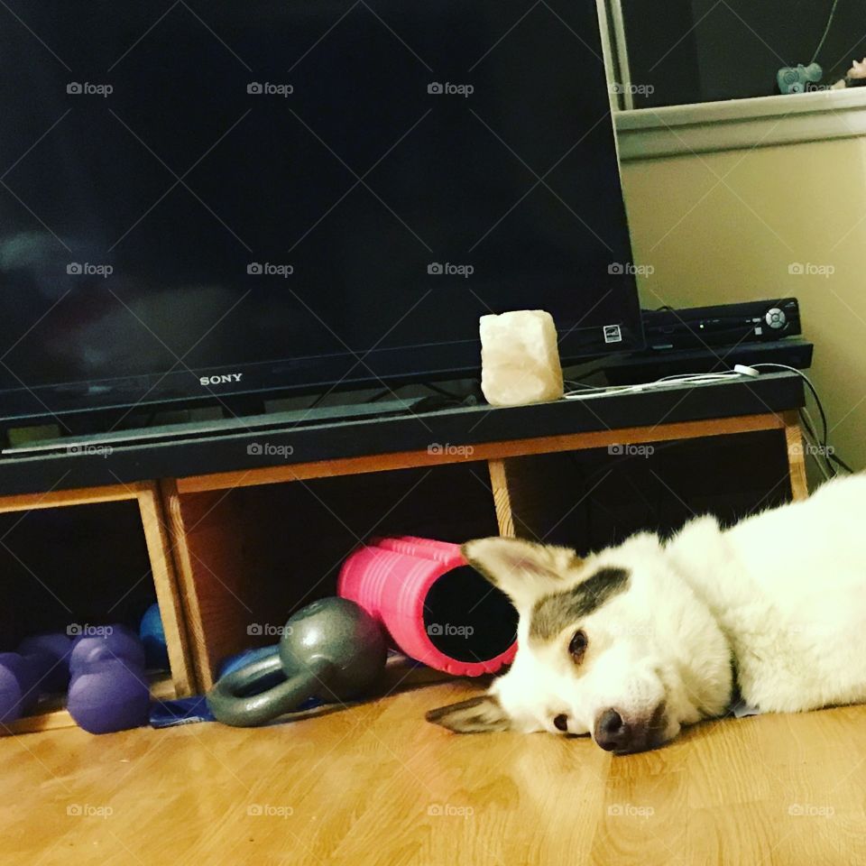 White fluffy dog passed out in front of workout gear