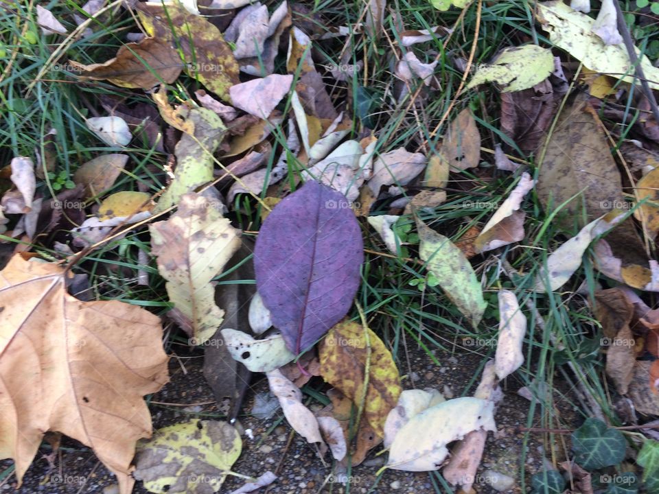 Purple Fall Leaf