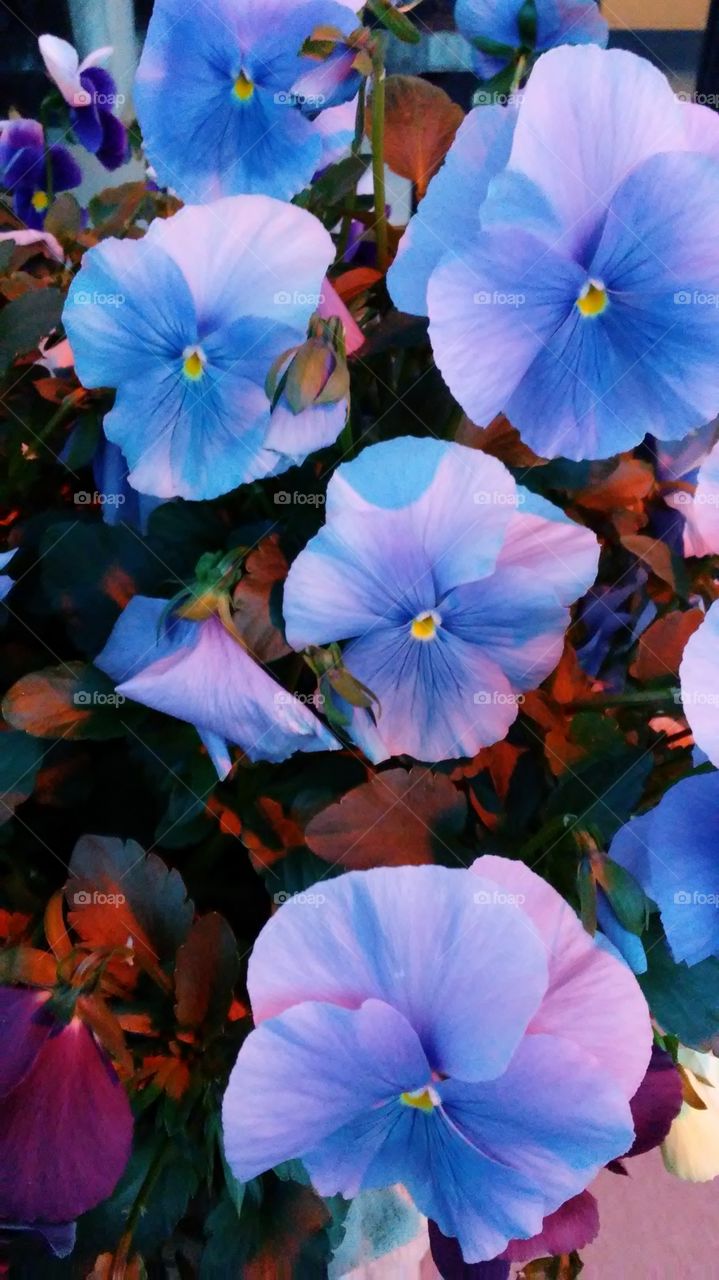 spring. lovely. flowers. nature. beauty. love. summer. happy. night. blue. purple. simple. sexi