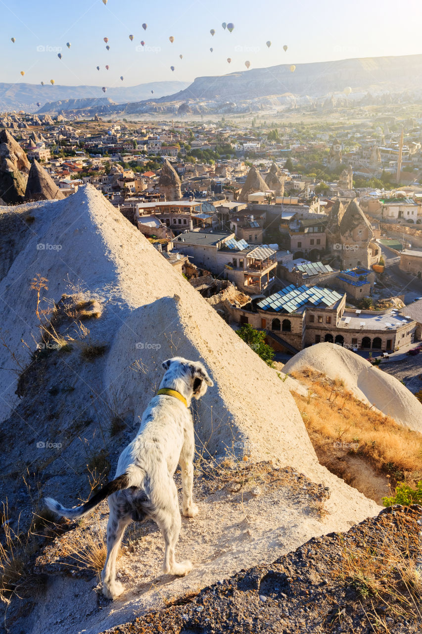 Dog in Cappadocia mountains