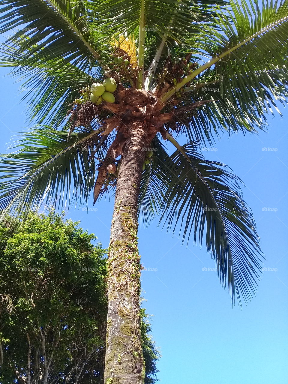 .Beautiful sky in autumn.  Brasil. coconut tree