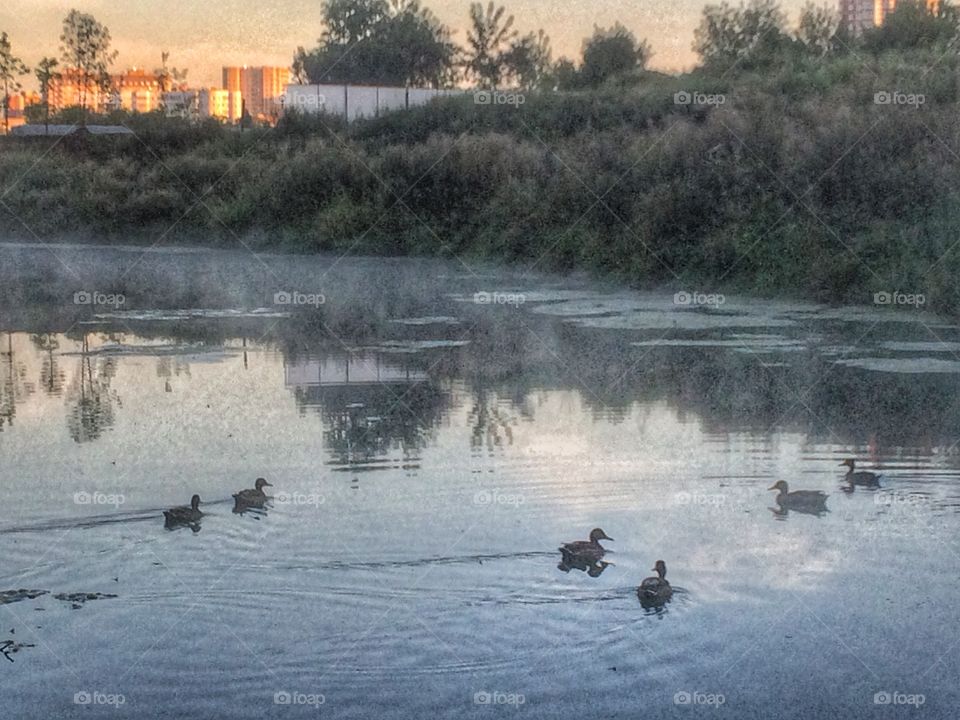 Urban pond. 