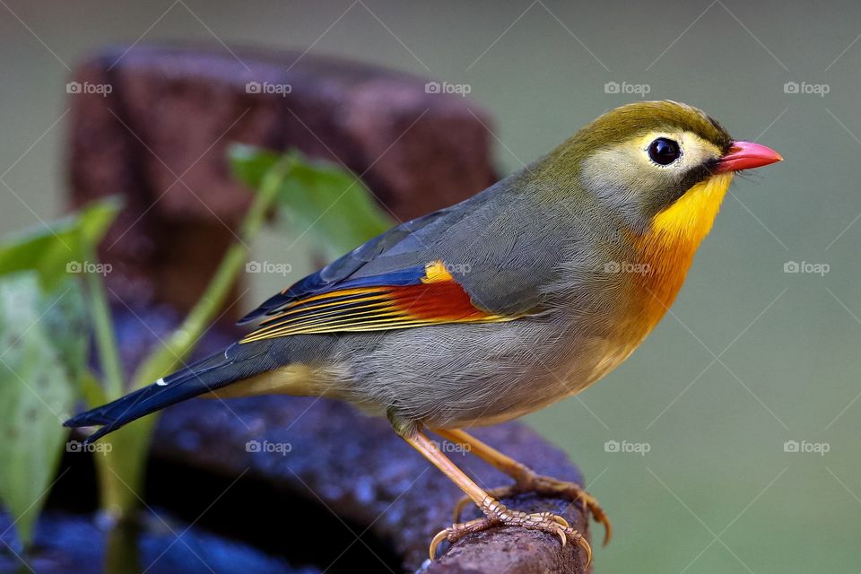 Hawaii multicolor bird