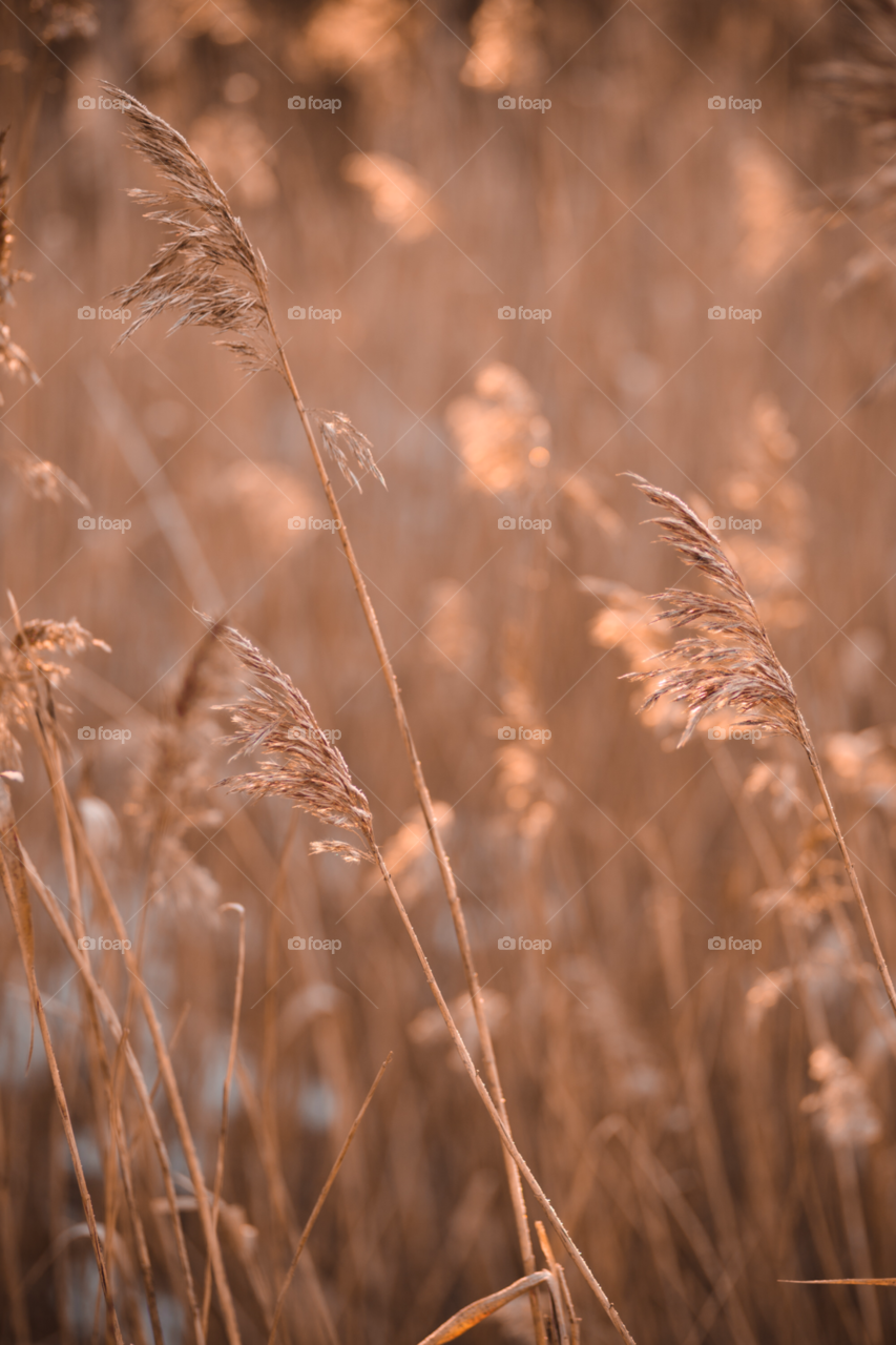 grass fall straws by comonline