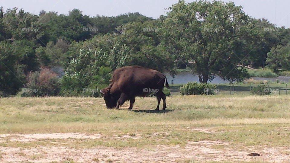 Bison eating in a field