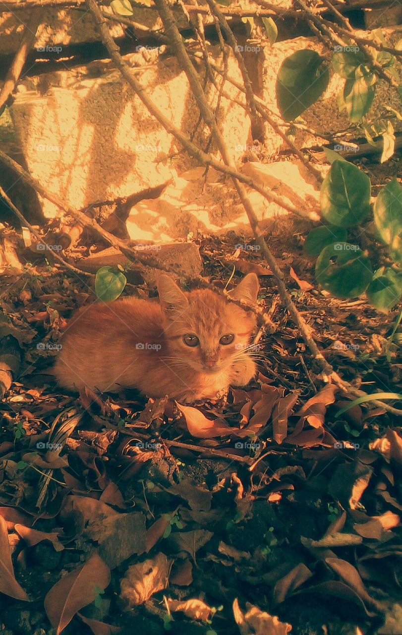 Little red furry adorable kitten in wild
vibrant fall nature