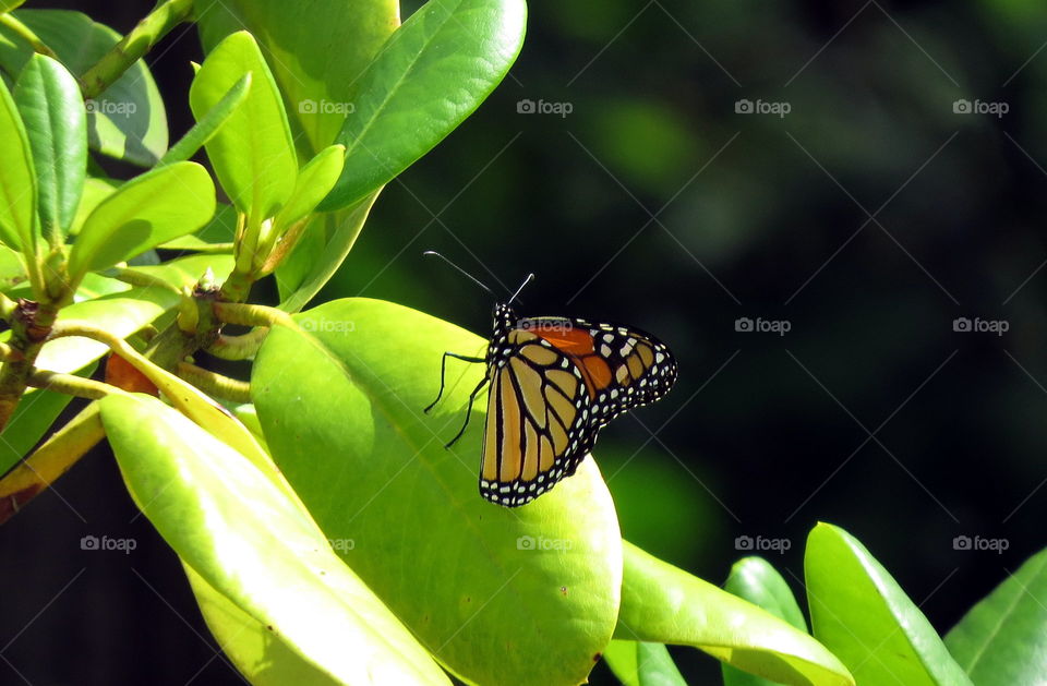 Butterfly resting
