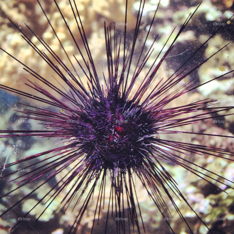 london sealife spiny sea urchin by levyatan