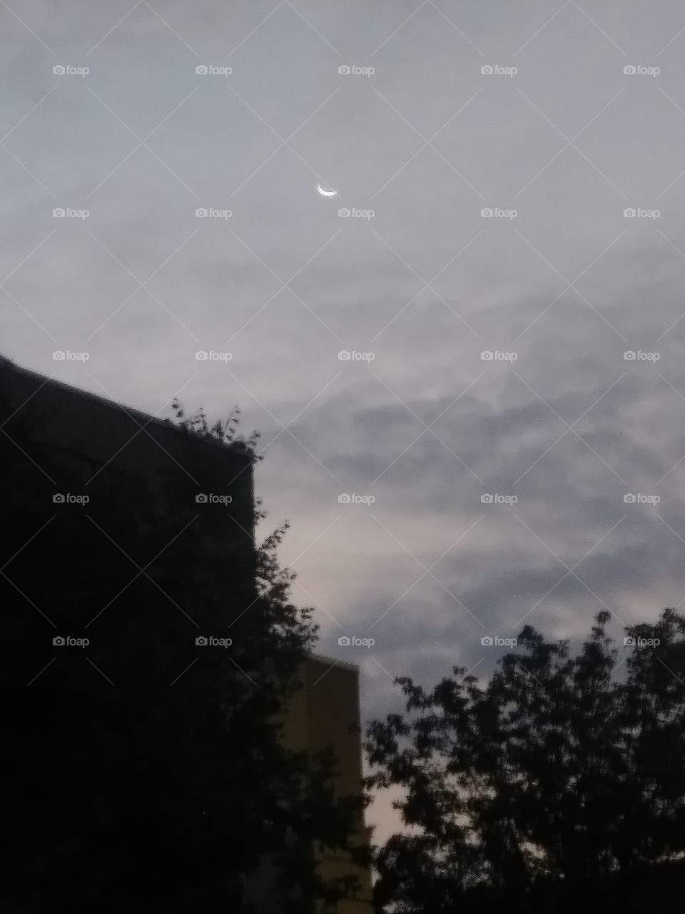 dawn moon tree building