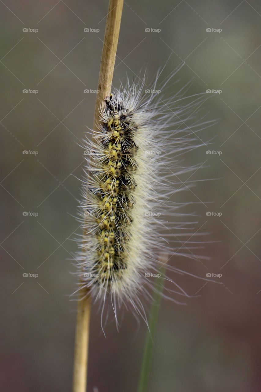 Yellow & Black Fuzzy Caterpillar 