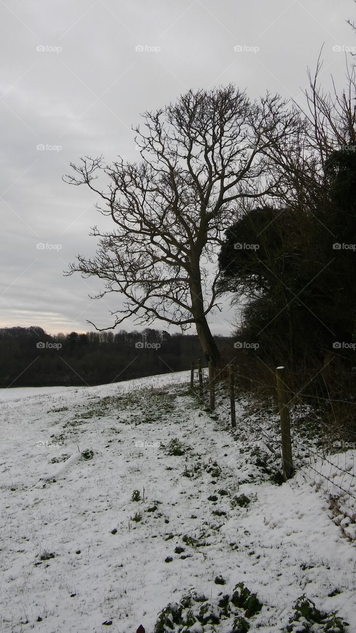 Winter Woodlands