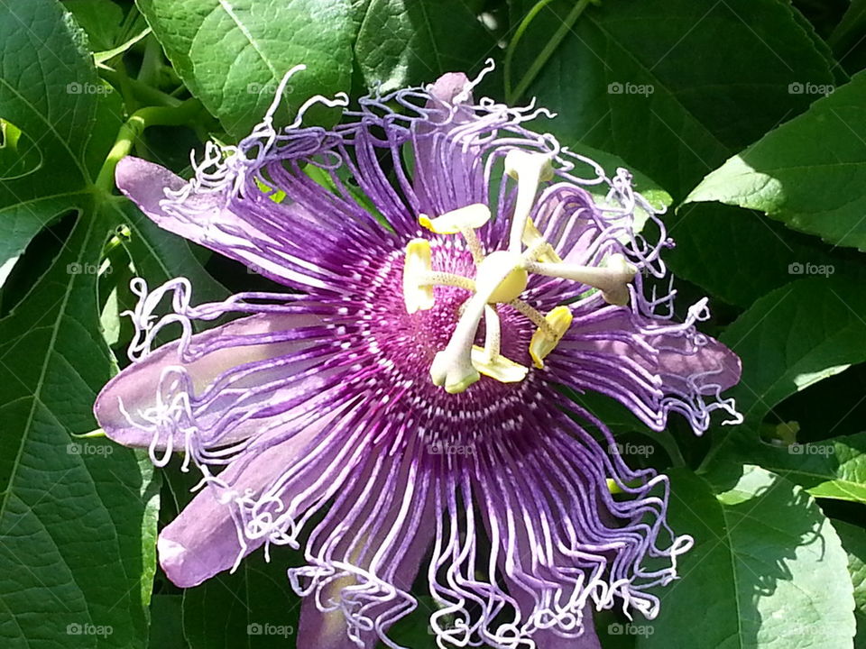 Wisteria Flower