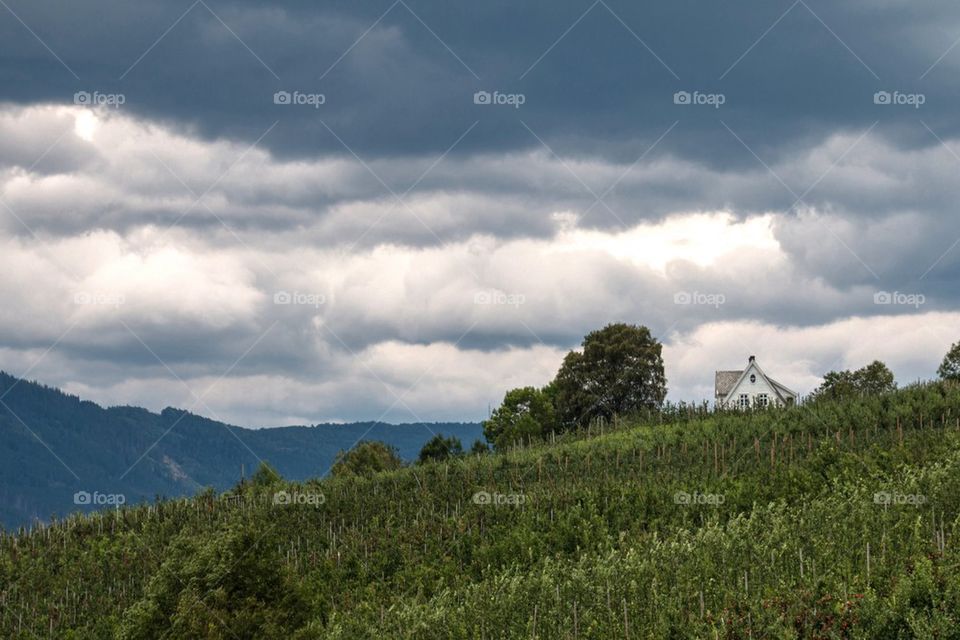 Apple farm in Norway 