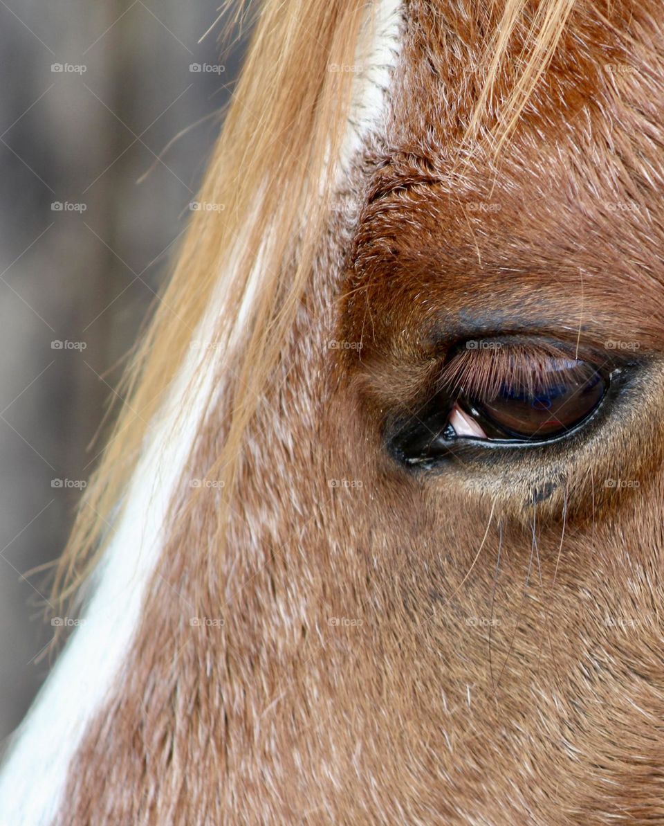 Brown horse closeup of eye