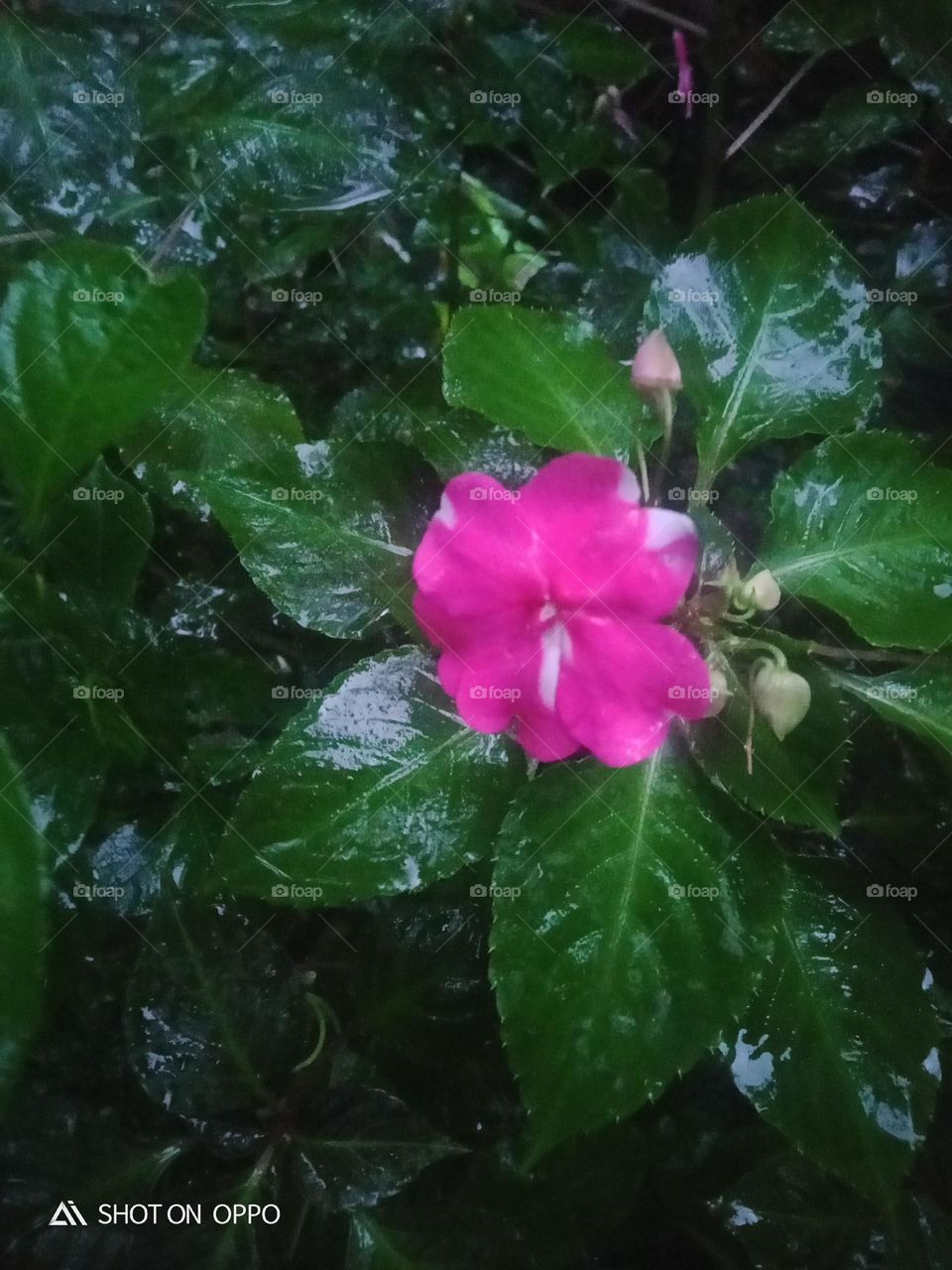 beautiful flower in rose coller one flower in tree