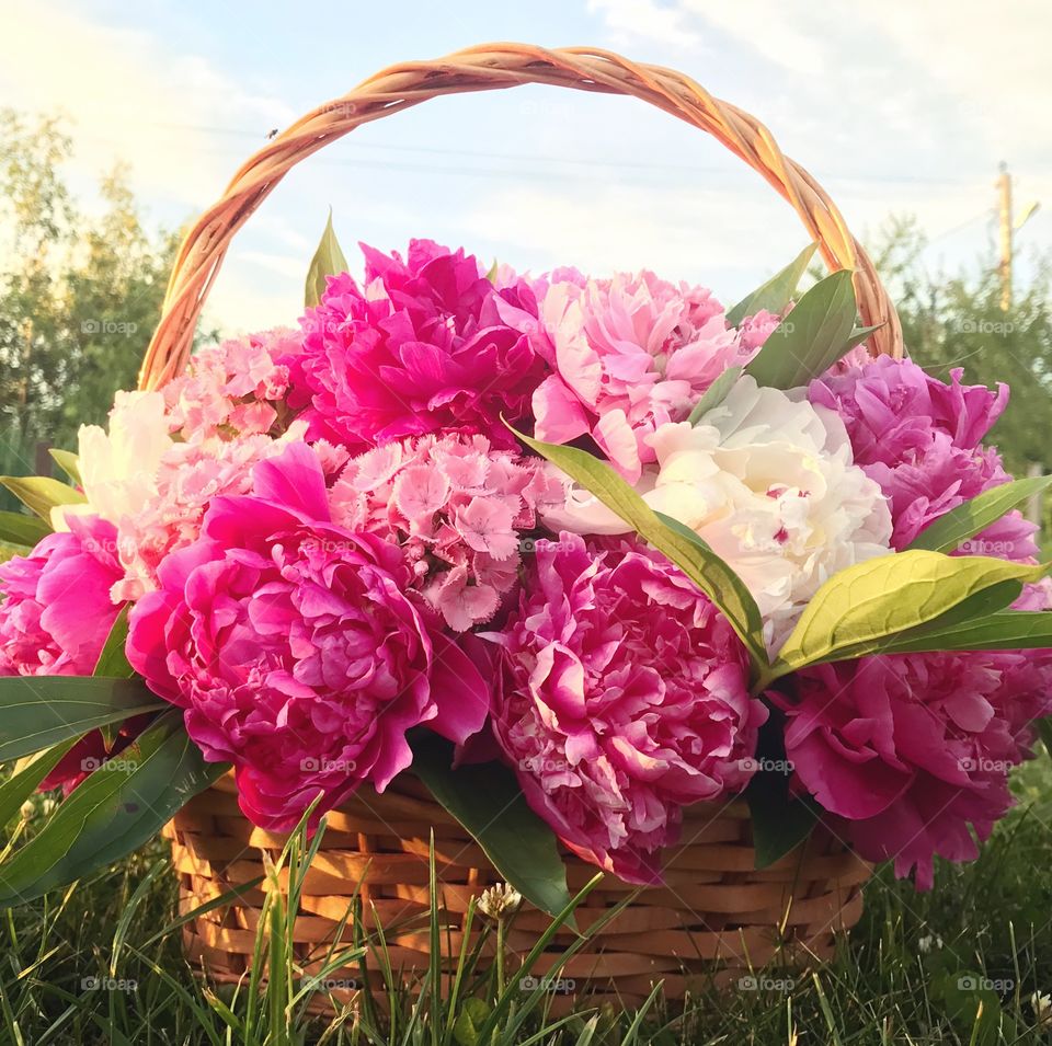 Basket with peonies 