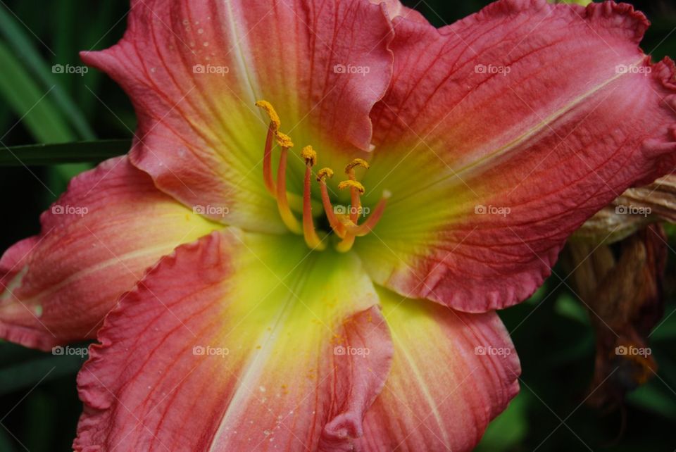 Pink Daylily