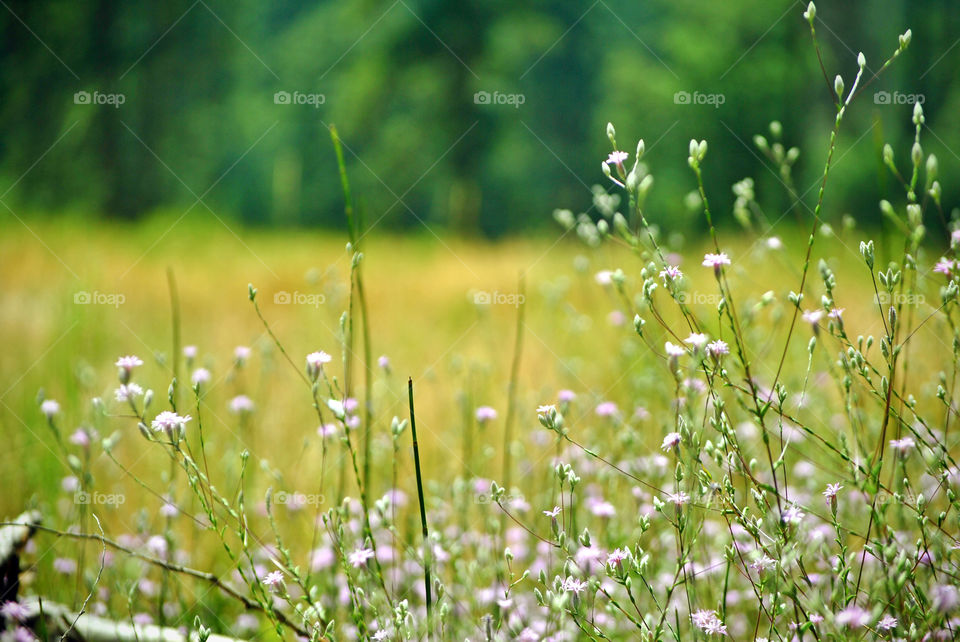 Flowers blooming in meadow