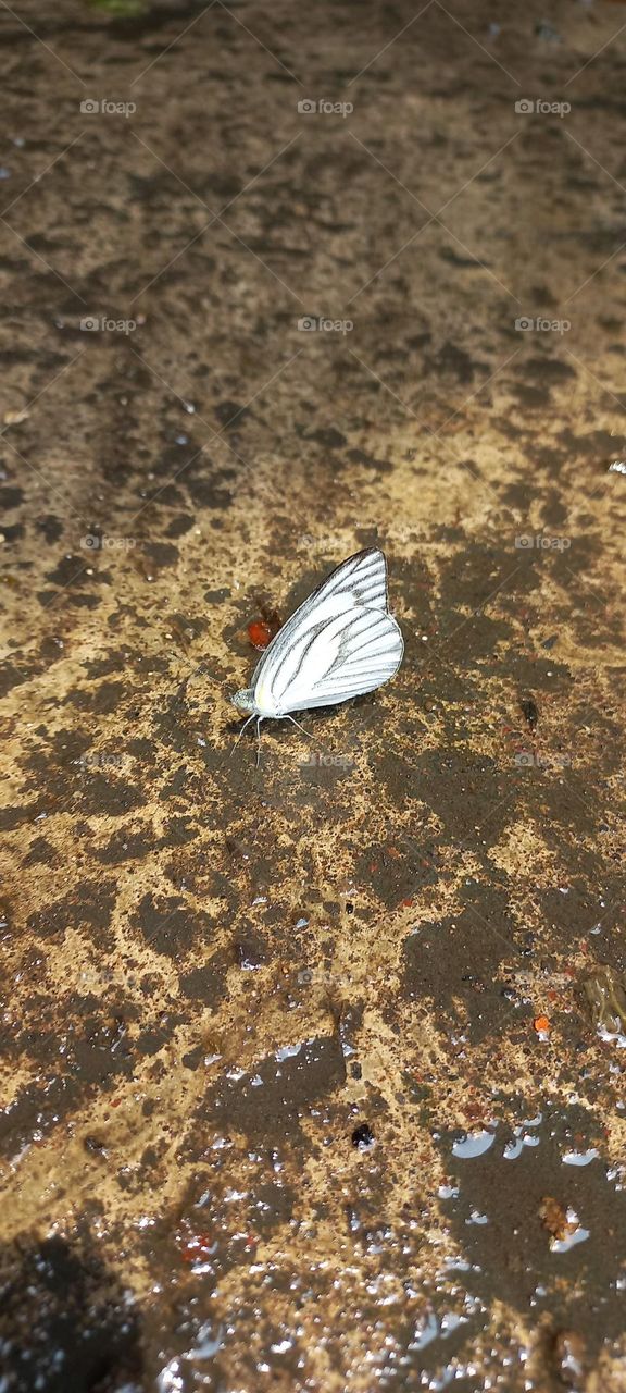 Beautiful little butterflies perched on the wet terrace
