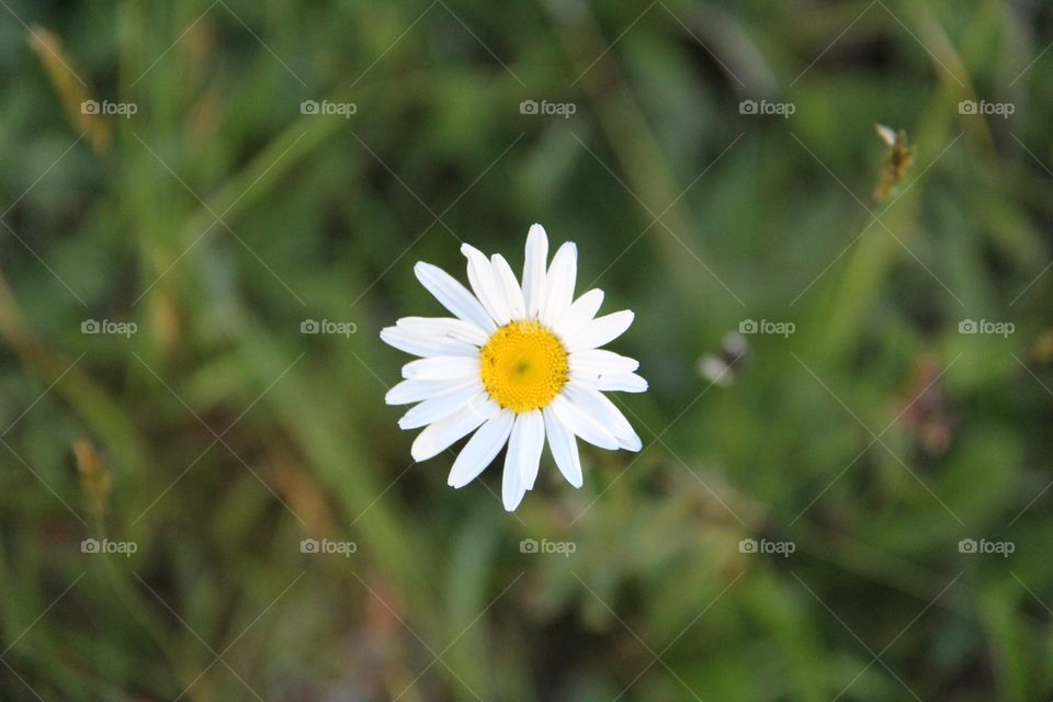 Daisy 