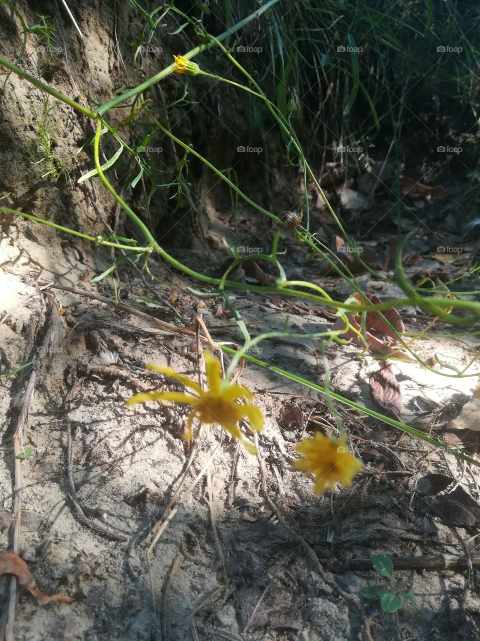 Yellow Flowers