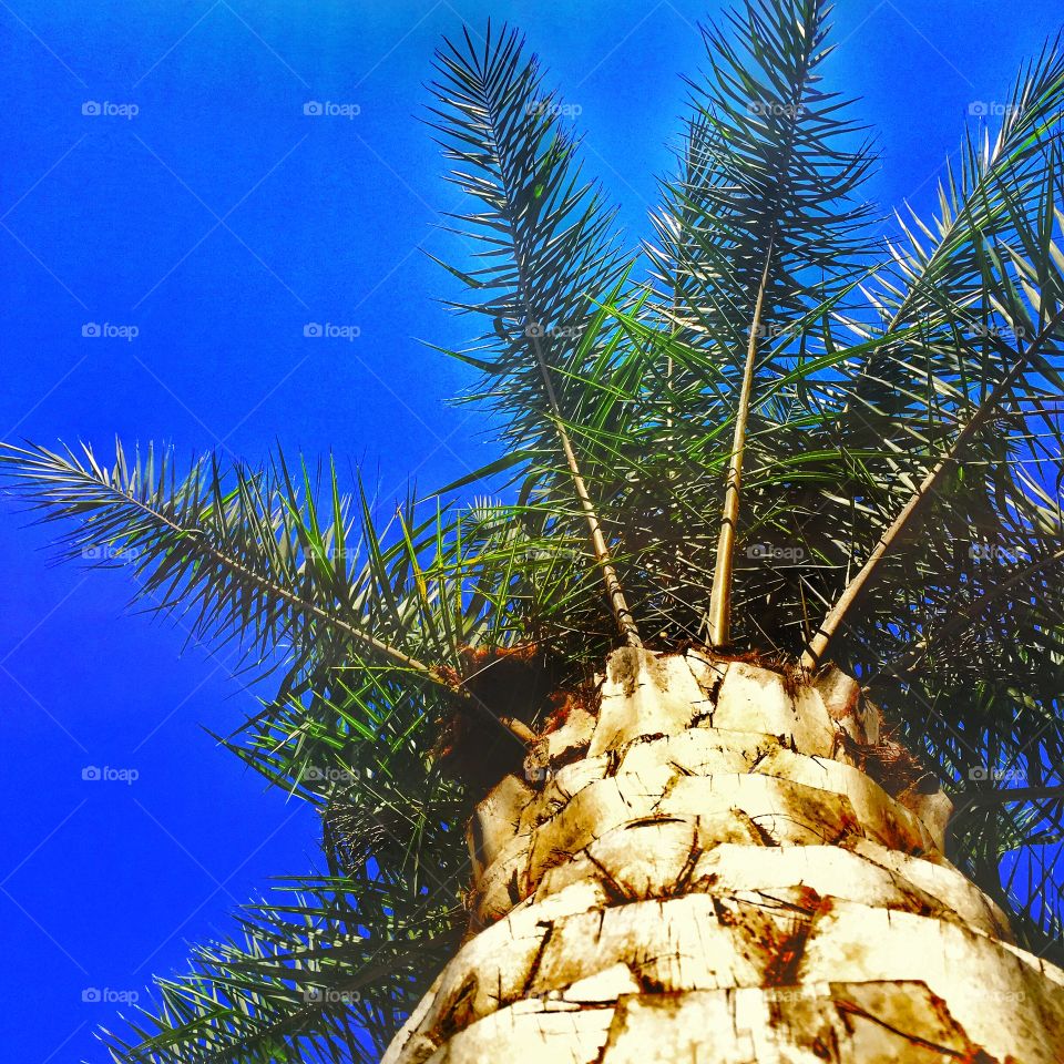Look up. Florida Palm tree