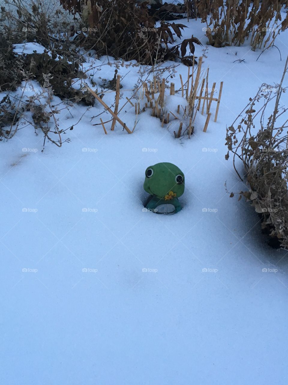 Backyard garden in winter