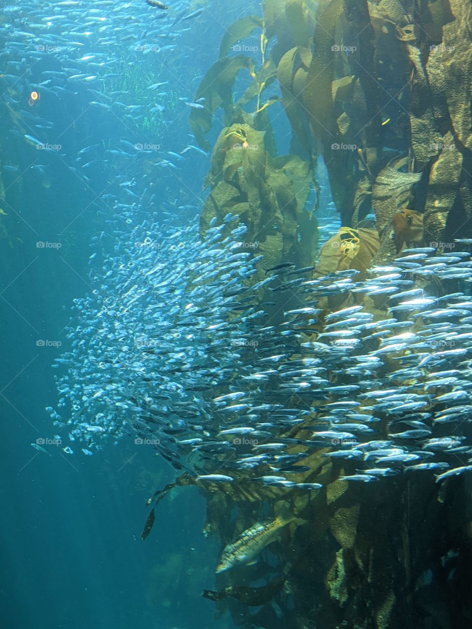 schooling fish