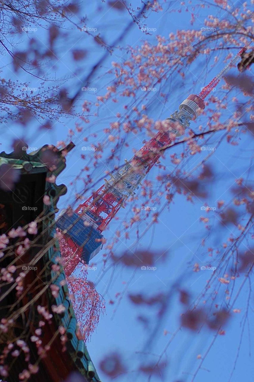 tokyo tower with cherryblossom