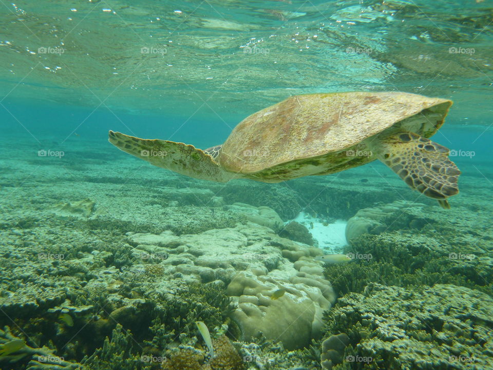 Green turtle 