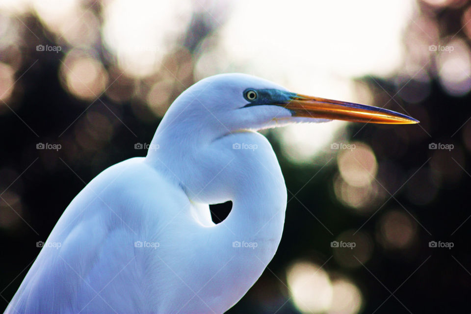white colors cool bird by fannybrandeby
